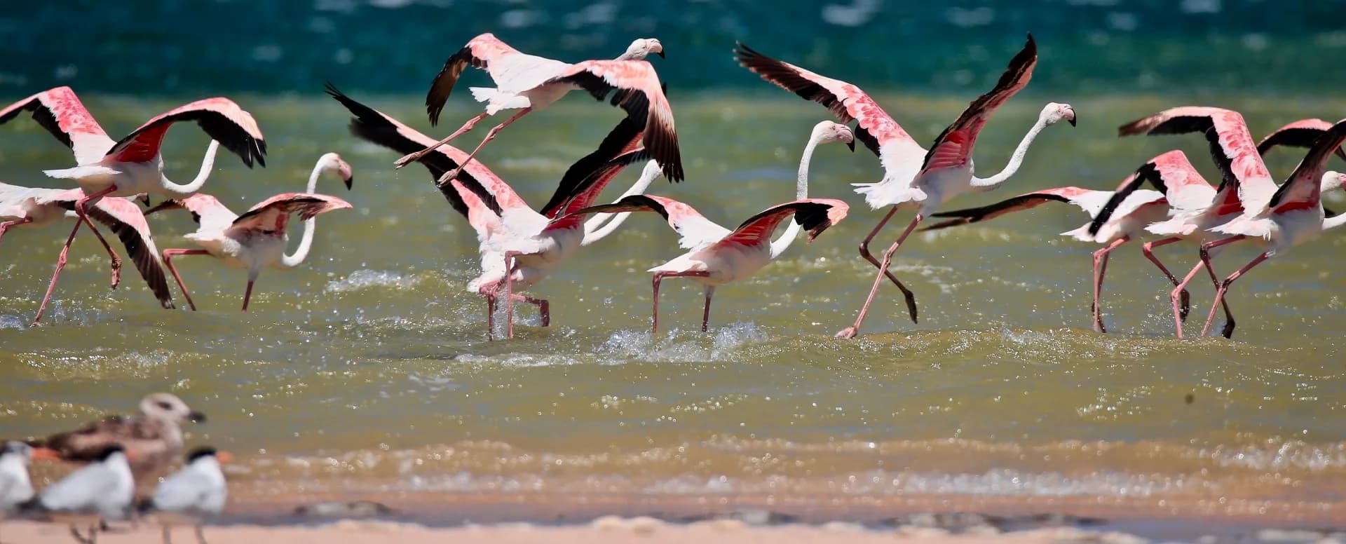 Discover Dakhla