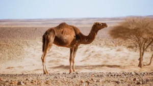 The ocean villa - Camel